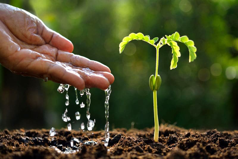 tree planting