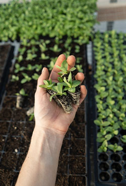 plant health