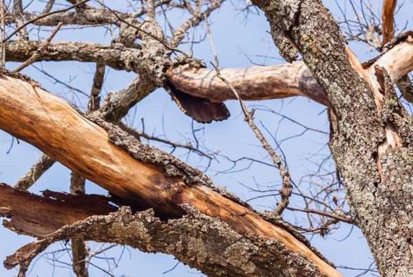 branches