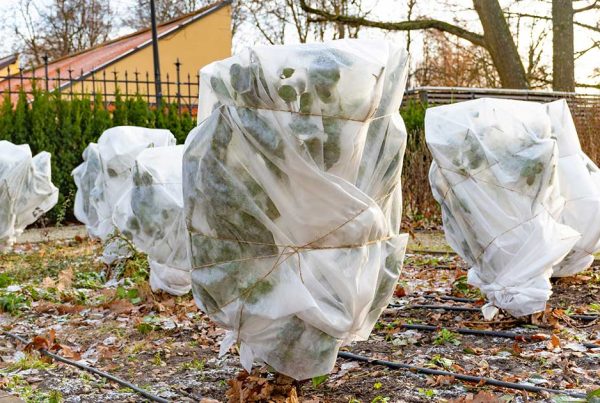 protecting trees