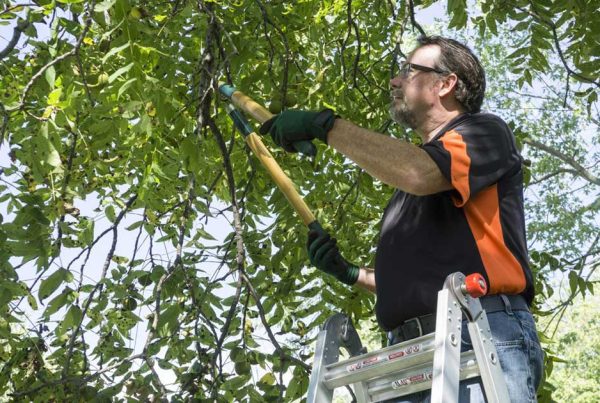 tree maintenance