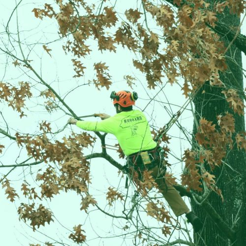 trimming and pruning