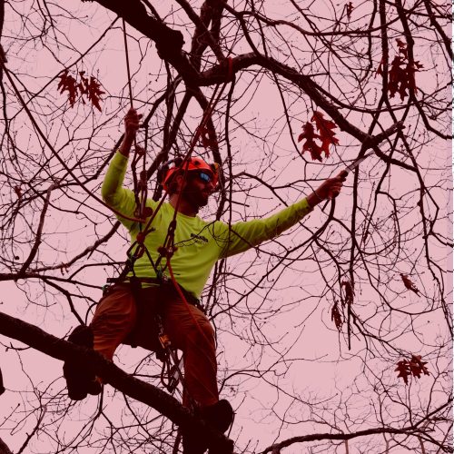 tree services