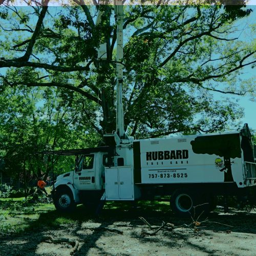 Hubbard Tree Care