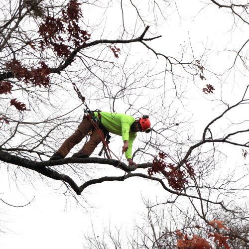 tree pruning