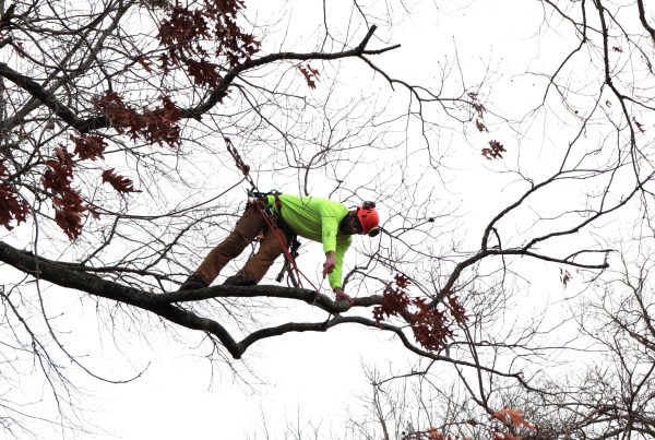 tree pruning