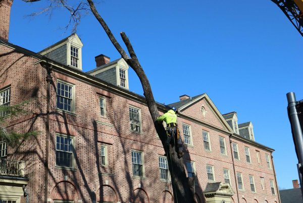 tree removal