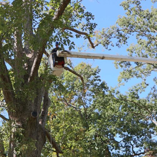 types of tree pruning