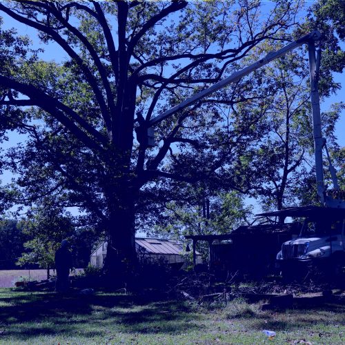 professional tree removal