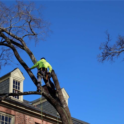 tree care