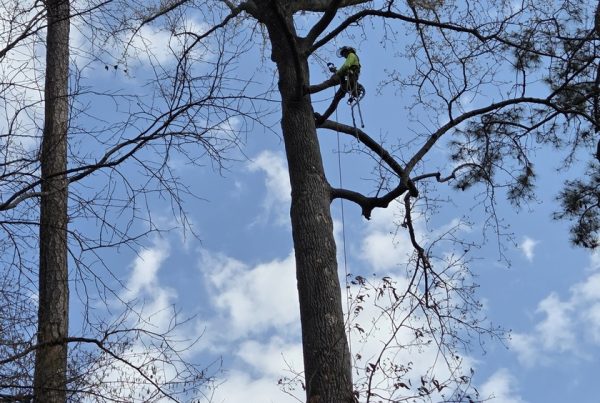 Climbing trees