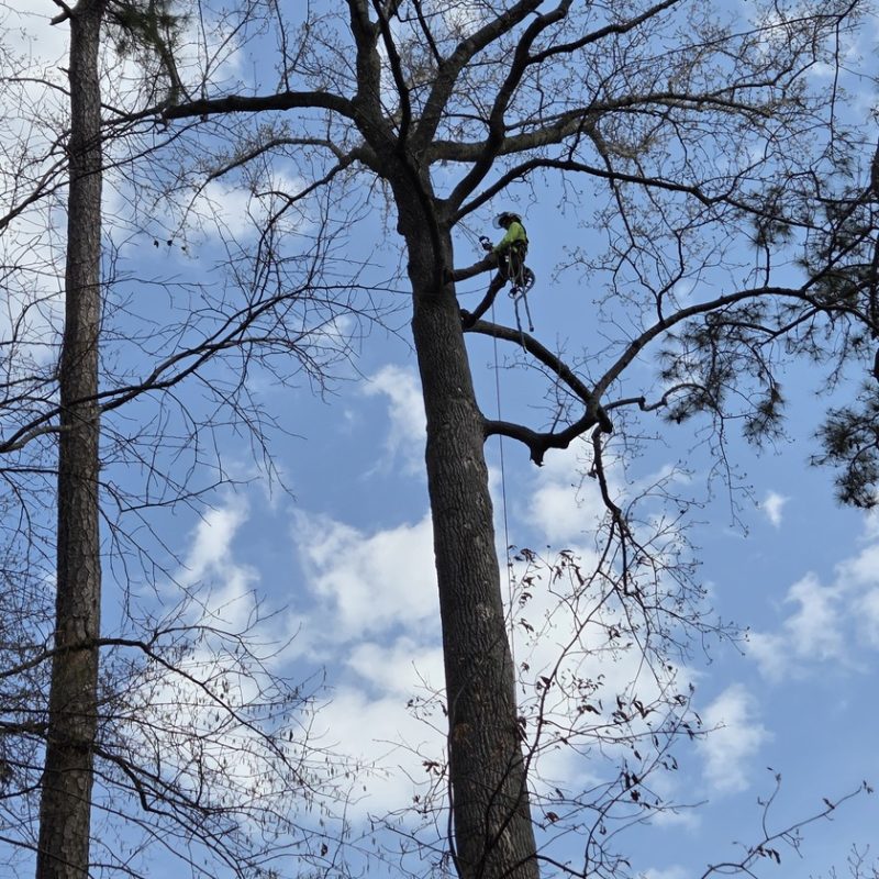 Climbing trees