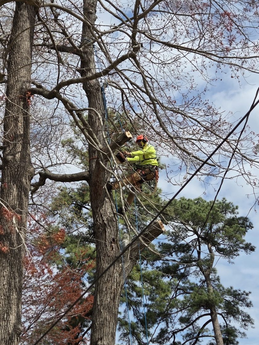 pruning trees