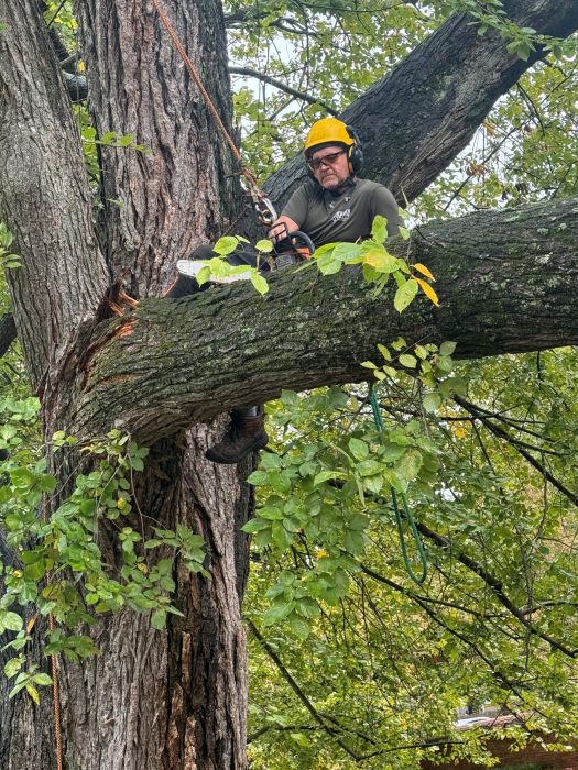 tree service in yorktown