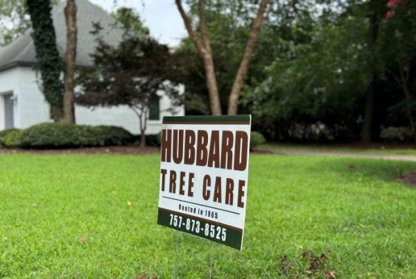 hubbard tree care spring tree pruning