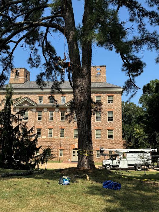 tree service in gloucester