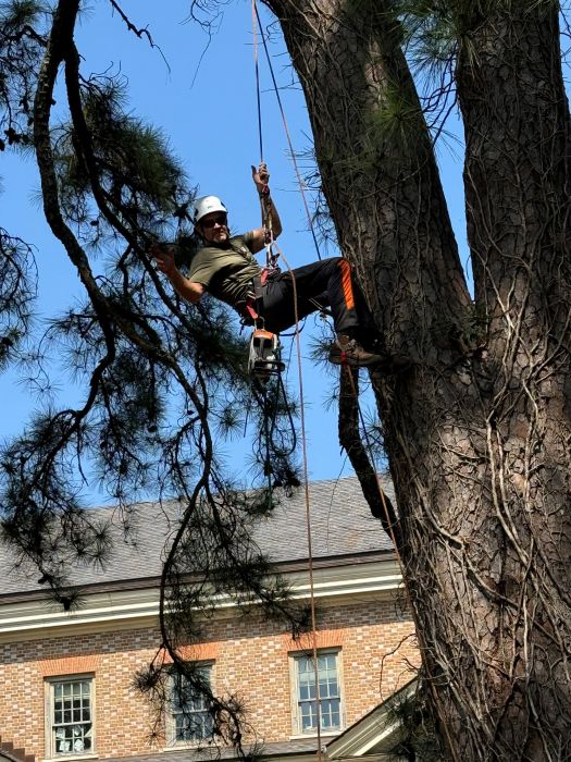 tree care gloucester