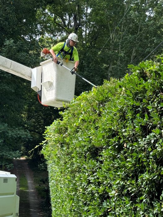 tree service in fort eustis