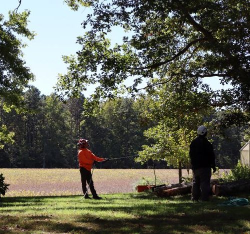 tree care