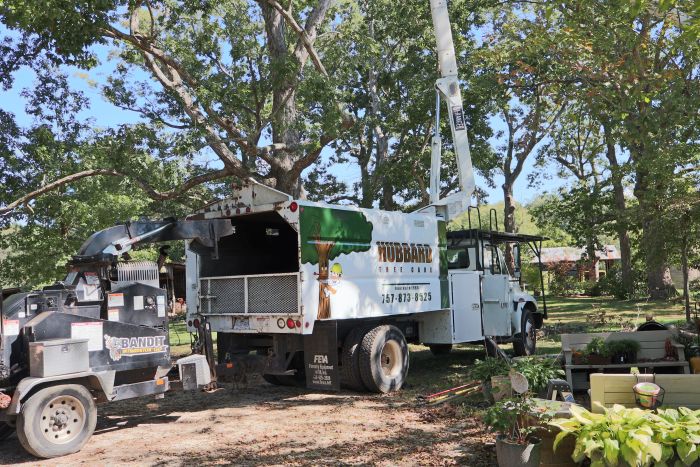 tree service