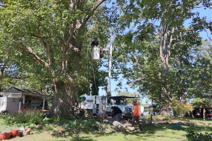 tree service in poquoson