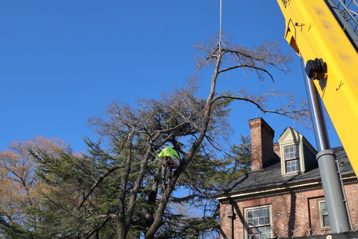 tree service grafton