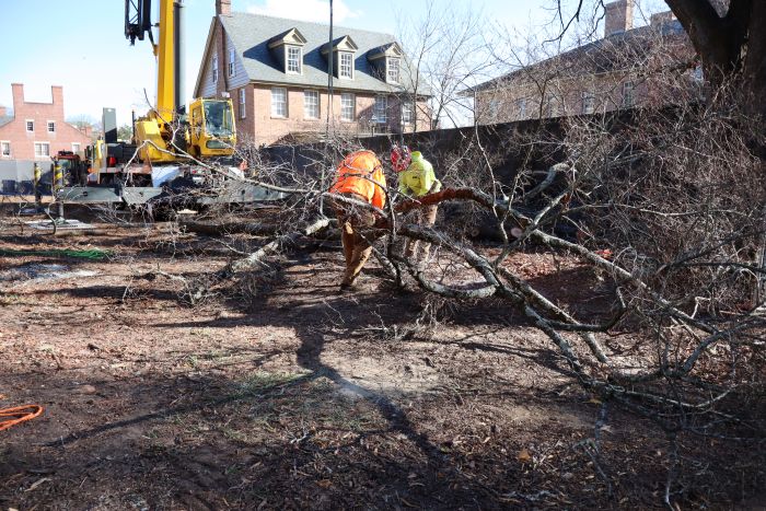 tree service