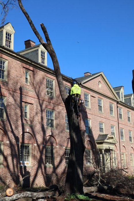 tree service in grafton