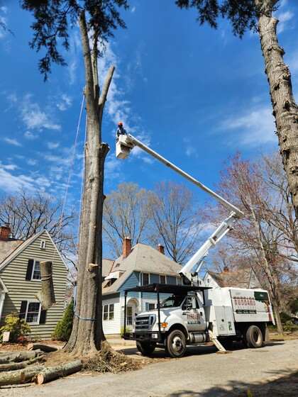 bucket tree removal