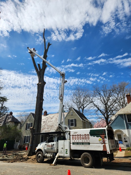 crane tree removal